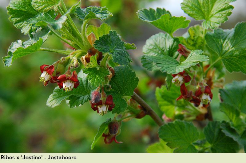 Ribes x 'Jostine' - Jostabeere